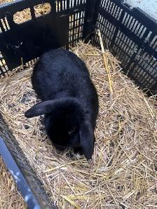 Lop bunnies