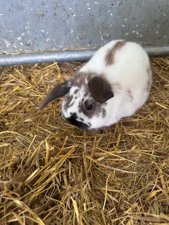 Lop bunnies - Photo 2
