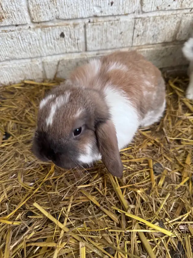 Lop bunnies - Photo 3