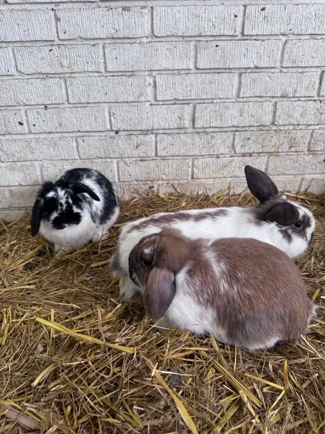 Lop bunnies - Photo 4