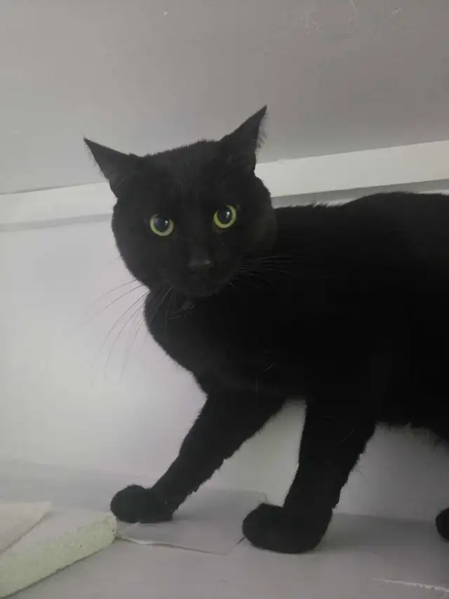 Chat mâle