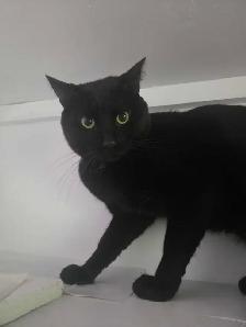 Chat mâle