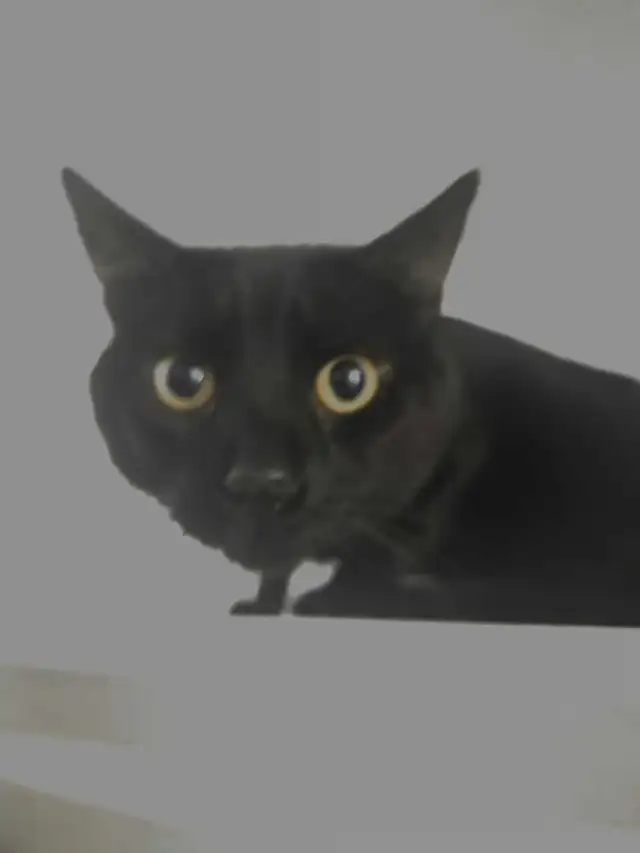 Chat mâle - Photo 2