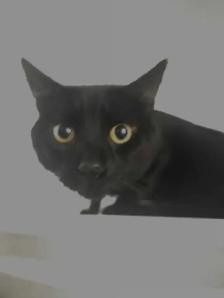 Chat mâle - Photo 2