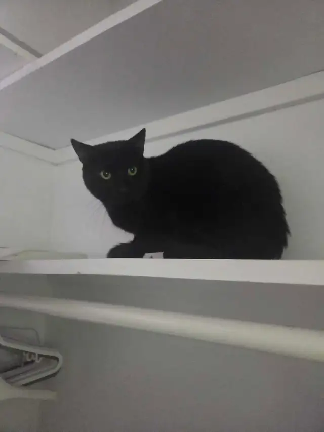 Chat mâle - Photo 3