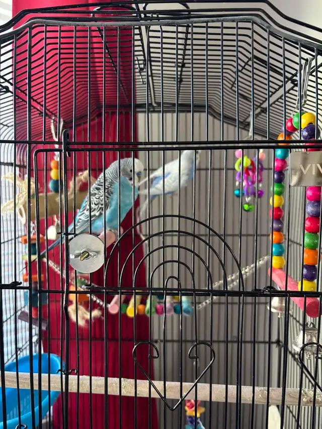 2 parakeets