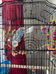 2 parakeets