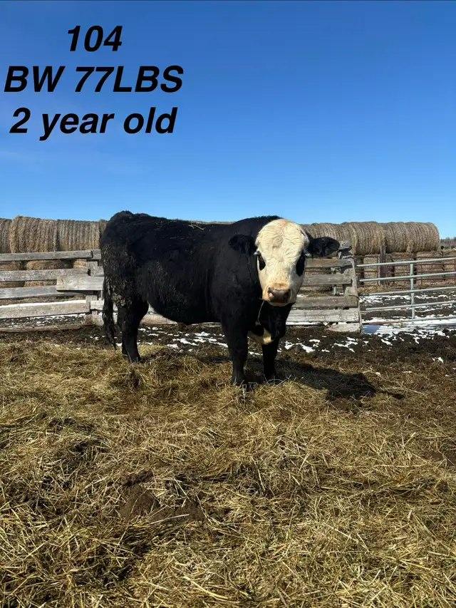 registered black Hereford bulls