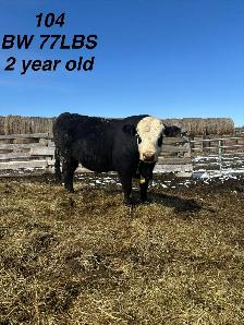 registered black Hereford bulls