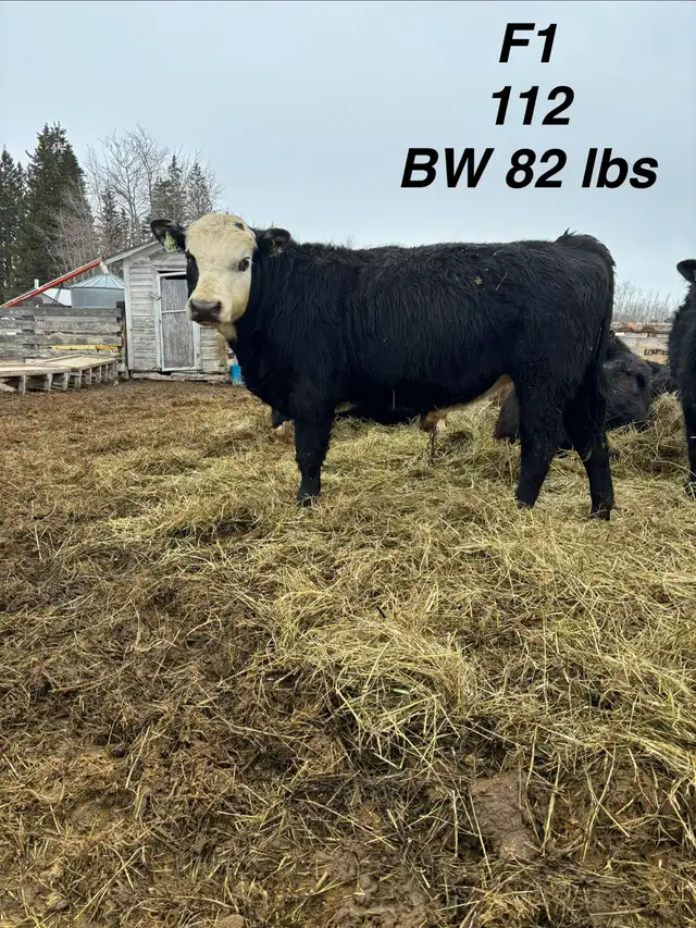 registered black Hereford bulls - Photo 2