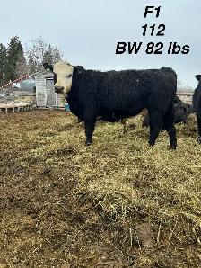 registered black Hereford bulls - Photo 2