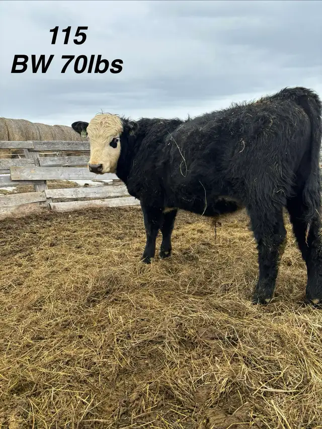 registered black Hereford bulls - Photo 3