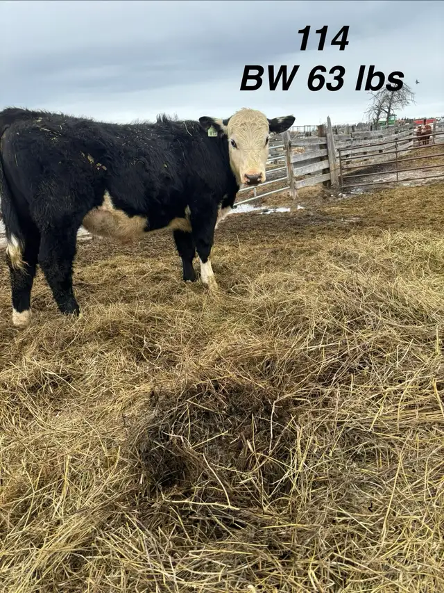 registered black Hereford bulls - Photo 4