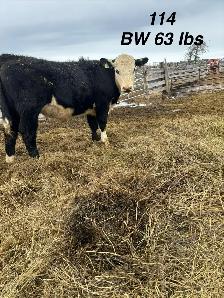 registered black Hereford bulls - Photo 4