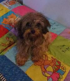 Chiots caniches toys x shi tzu f   m