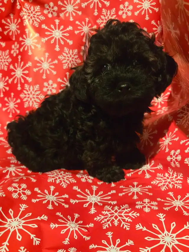 Chiots caniches toys x shi tzu f   m - Photo 2
