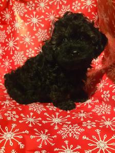 Chiots caniches toys x shi tzu f   m - Photo 2