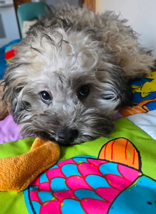 Chiots caniches toys x shi tzu f   m - Photo 3
