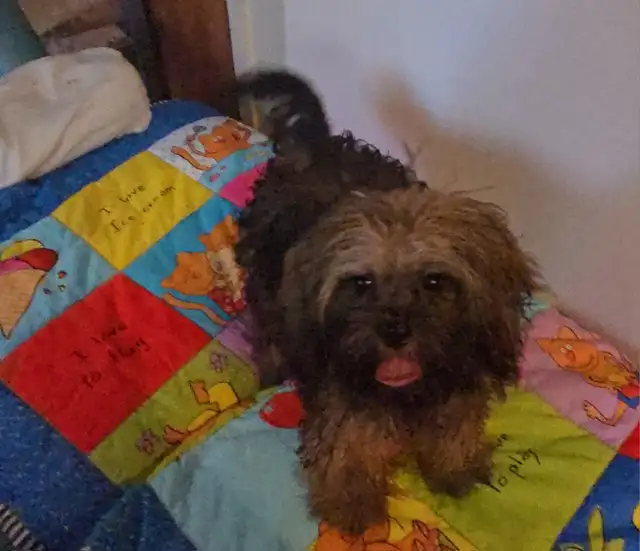 Chiots caniches toys x shi tzu f   m - Photo 4