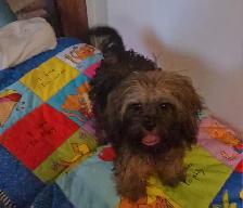 Chiots caniches toys x shi tzu f   m - Photo 4