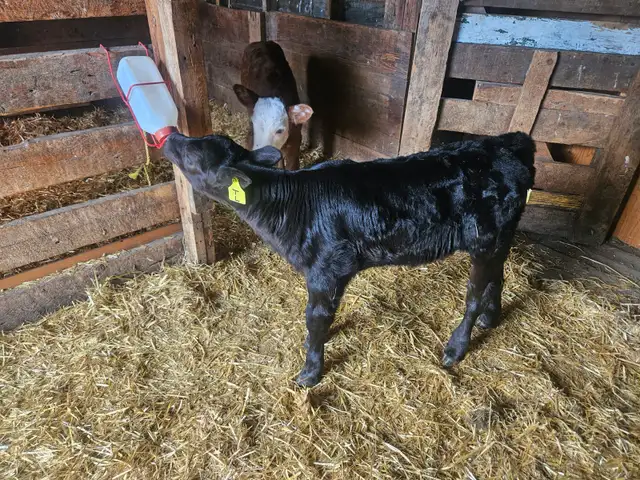 2 heifer bottle calves