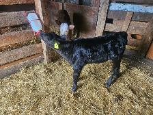 2 heifer bottle calves