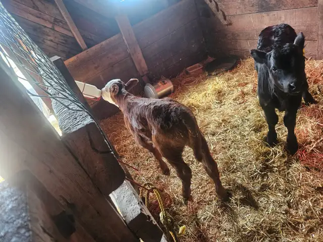 2 heifer bottle calves - Photo 2
