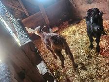 2 heifer bottle calves - Photo 2
