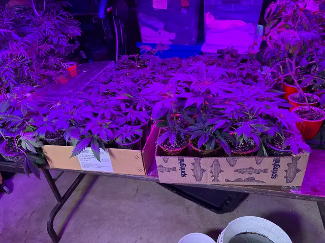 clones $10 each