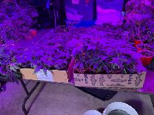 clones $10 each