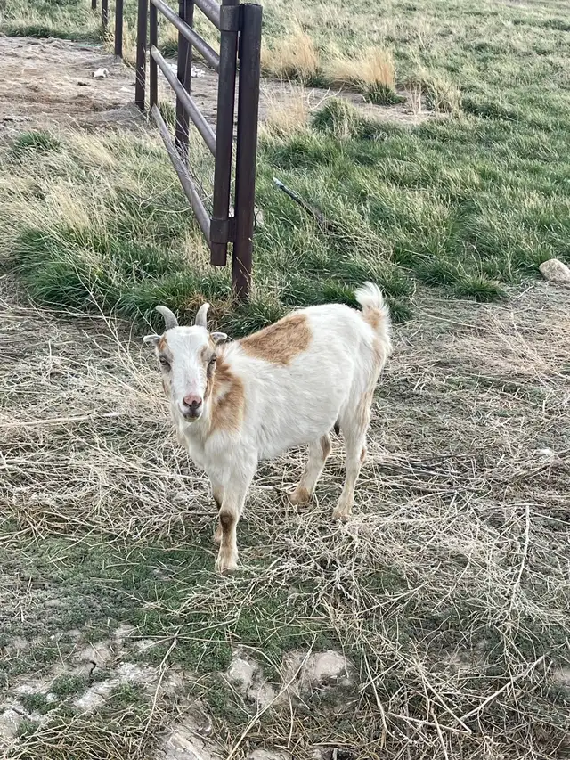 Goats for sale