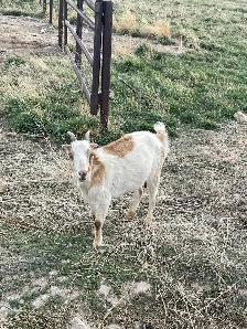 Goats for sale