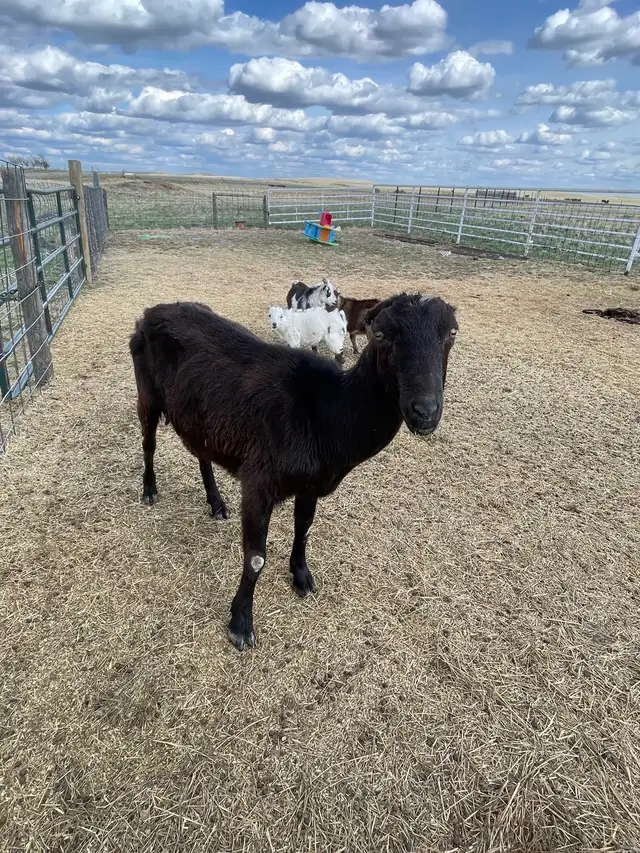 Goats for sale - Photo 2
