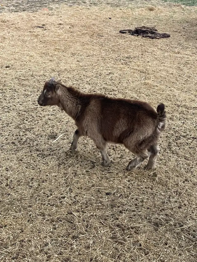 Goats for sale - Photo 3