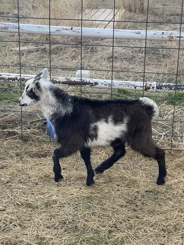Goats for sale - Photo 4