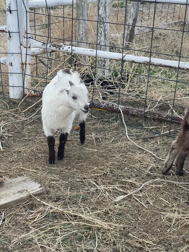 Goats for sale - Photo 5