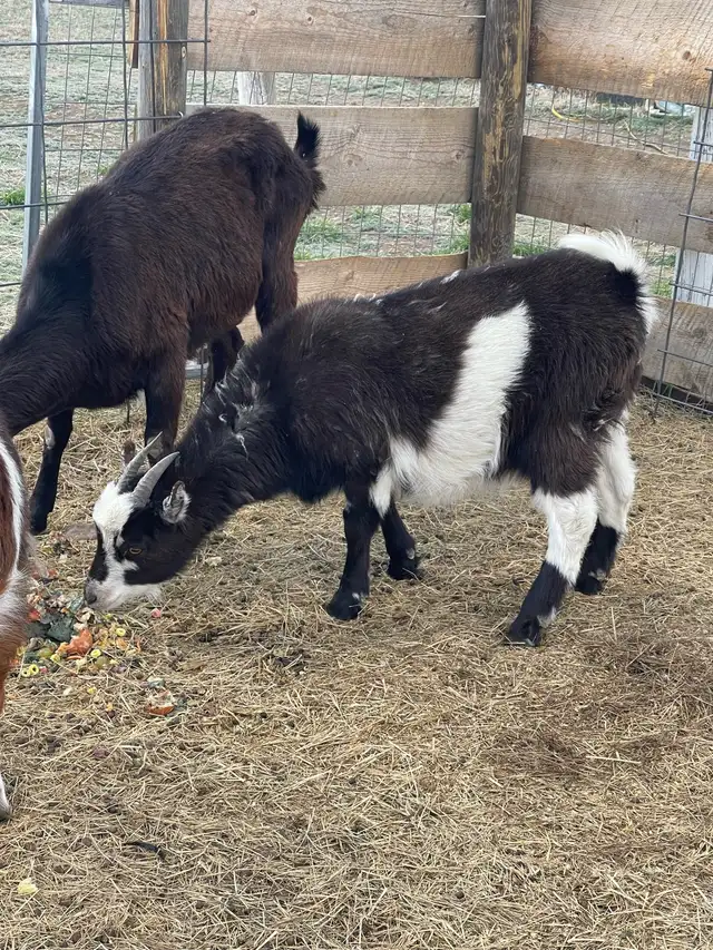 Goats for sale - Photo 6