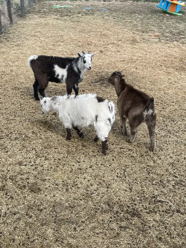 Goats for sale - Photo 7