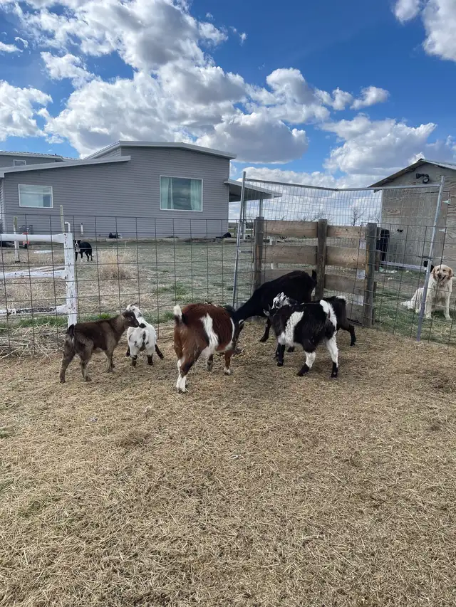 Goats for sale - Photo 8