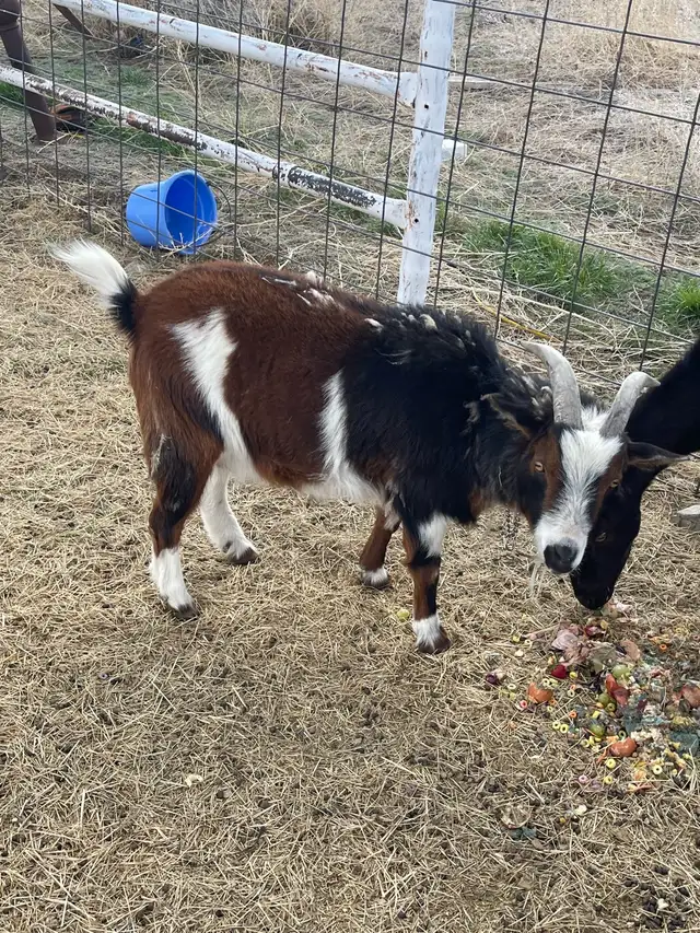 Goats for sale - Photo 9