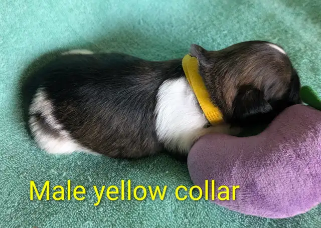 Shih Tzu Puppies (Two Hills)