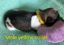 Shih Tzu Puppies (Two Hills)
