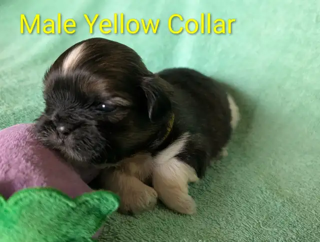 Shih Tzu Puppies (Two Hills) - Photo 2
