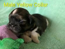 Shih Tzu Puppies (Two Hills) - Photo 2