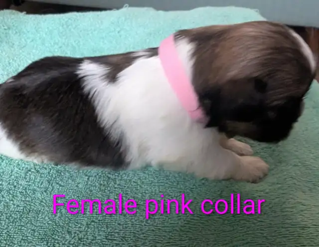 Shih Tzu Puppies (Two Hills) - Photo 3