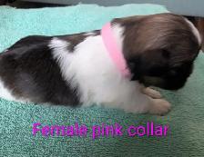 Shih Tzu Puppies (Two Hills) - Photo 3