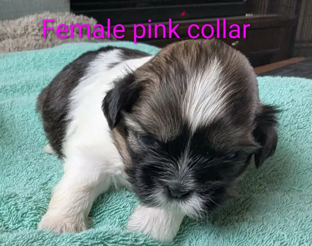 Shih Tzu Puppies (Two Hills) - Photo 4
