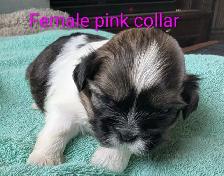 Shih Tzu Puppies (Two Hills) - Photo 4