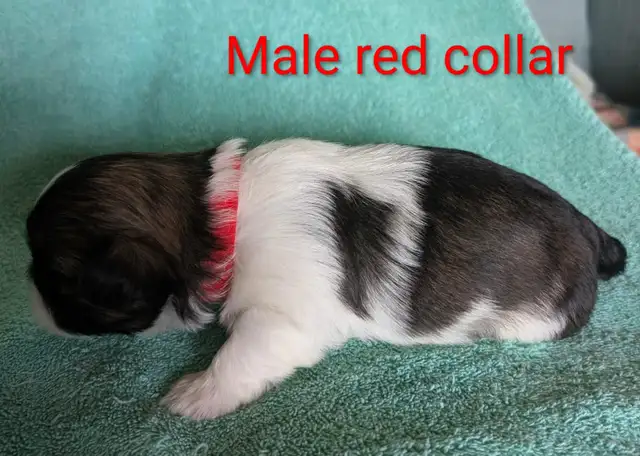 Shih Tzu Puppies (Two Hills) - Photo 5