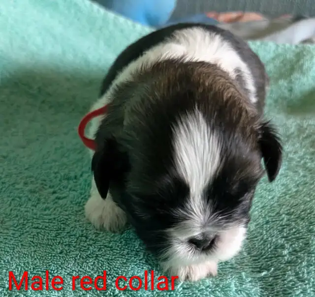 Shih Tzu Puppies (Two Hills) - Photo 6